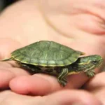 Tips Merawat Kura-kura Dengan Mudah dan Tidak Mudah Mati