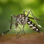 Cara Pengobatan Malaria dengan Efektif