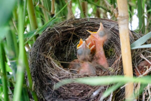 membuat sarang burung