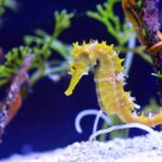 kuda laut
