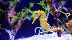 kuda laut