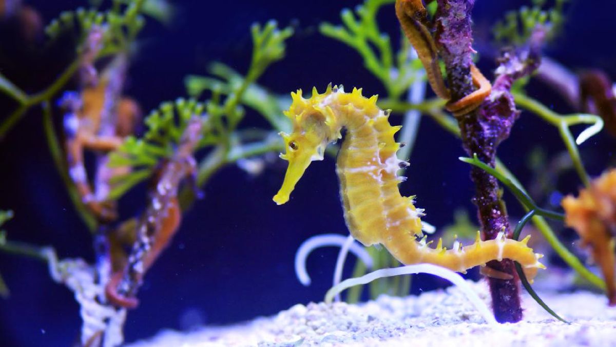 kuda laut