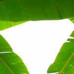 Daun pisang