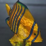Ikan hias
