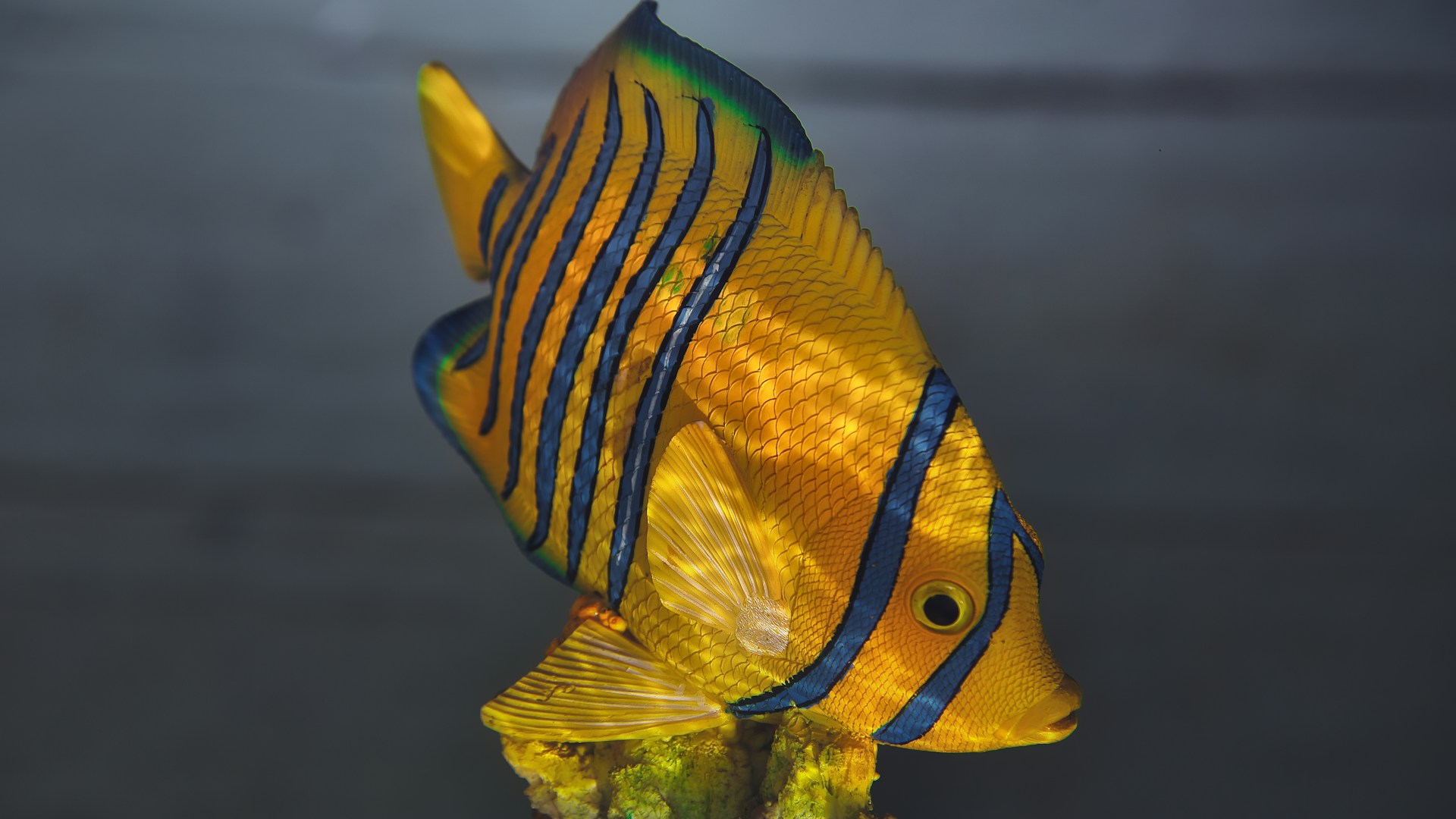 Ikan hias