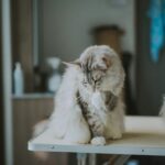 tips menyisir bulu kucing