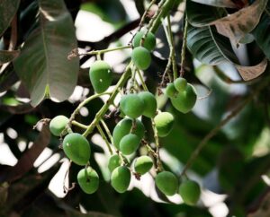 pohon mangga