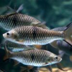 fungsi sirip ikan