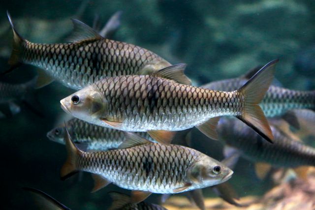 fungsi sirip ikan